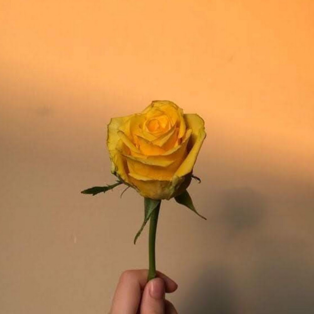 Meet your Posher, Hailey